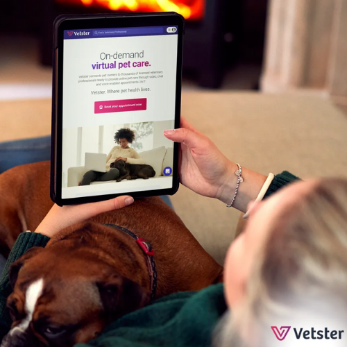 Dog laying in lap of person on Vetster website